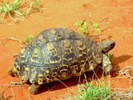 Tortoise